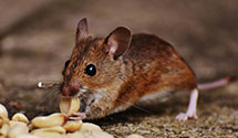 24 Hour & Emergency Exterminators in East Stroudsburg, PA